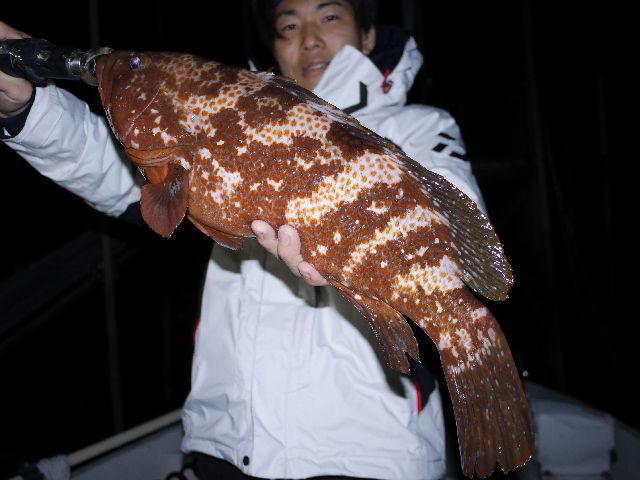 キジハタ