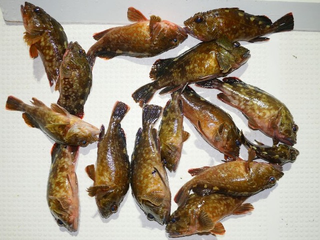 カサゴ釣果