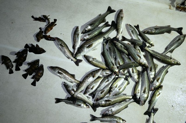 シーバス　メバル　カサゴ　釣果写真