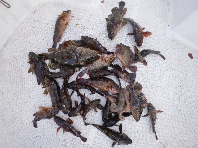 根魚 釣果写真