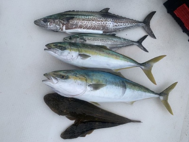 サワラ ワラサ マゴチ 釣果