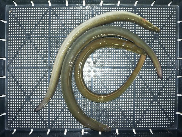 P1080860-1