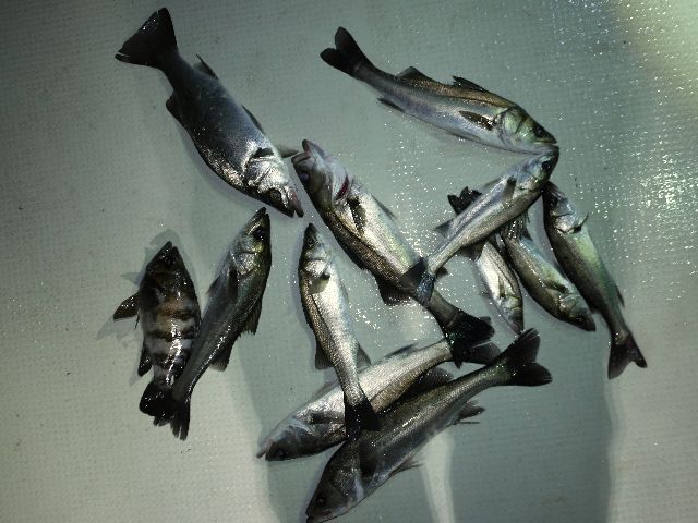 シーバス　釣果写真