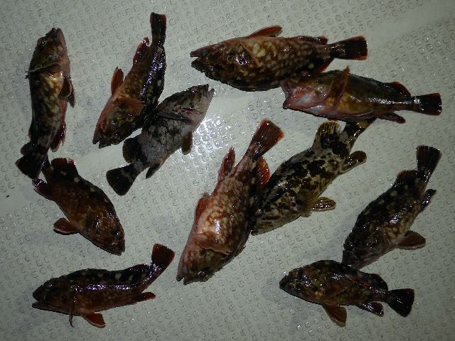 その他　釣果写真