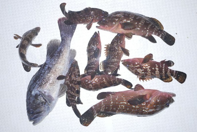 キジハタ クロソイ 釣果