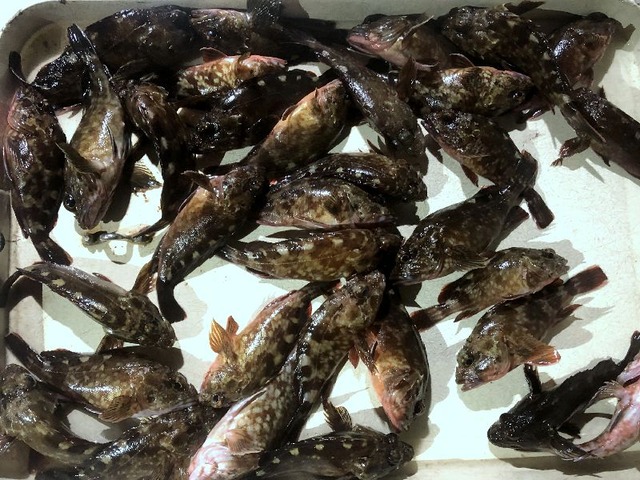 カサゴ　釣果写真