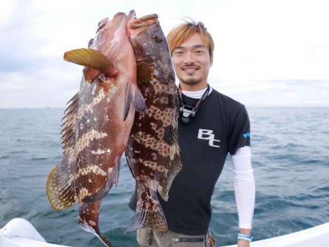 名古屋港　キジハタ