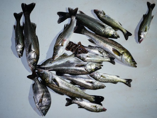 シーバス　釣果