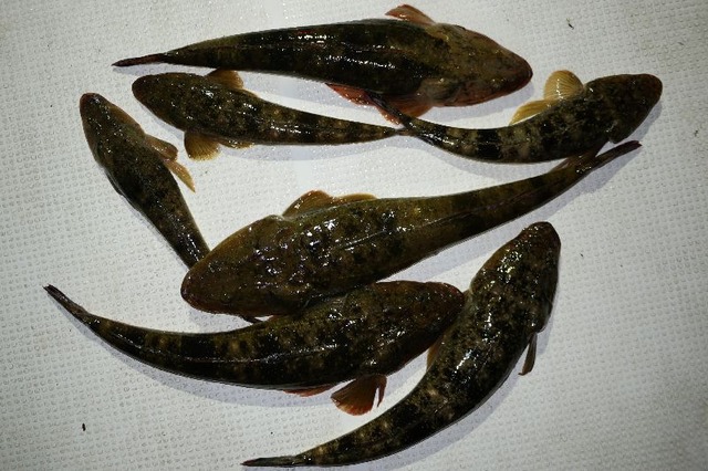 マゴチ 釣果写真