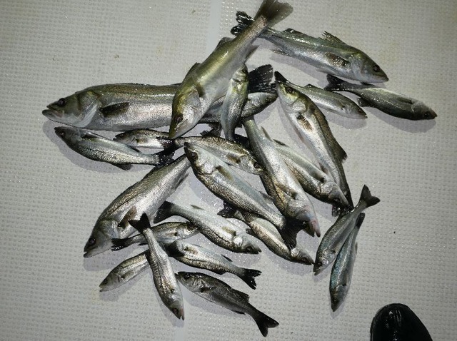 16シーバス釣果