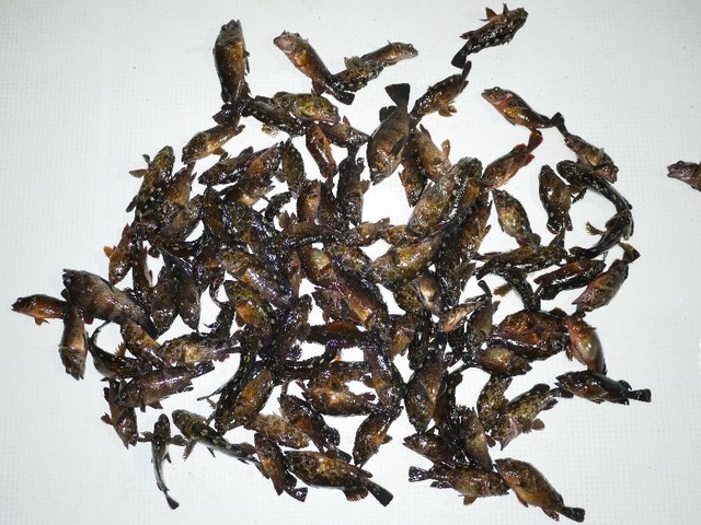 根魚 釣果