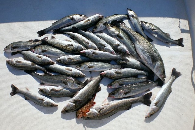 シーバス 釣果