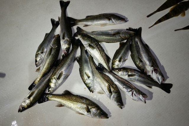 シーバス 釣果