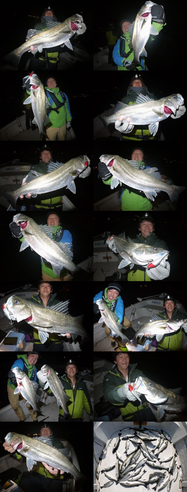 シーバス　釣果写真