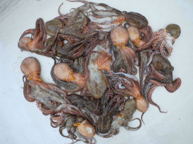 マダコ 釣果写真