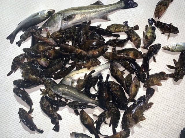 シーバス　根魚　釣果