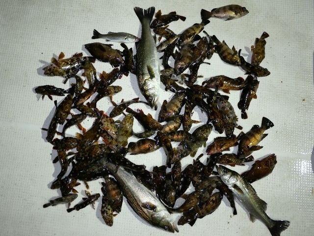 メバル　根魚　シーバス　釣果