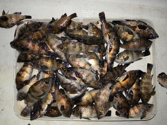メバル　釣果写真