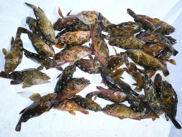 カサゴ釣果