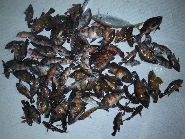 メバル&根魚 釣果写真