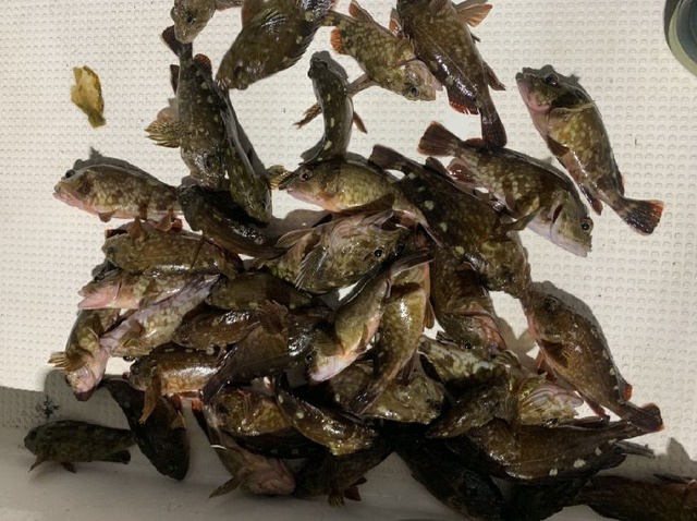 カサゴ 釣果