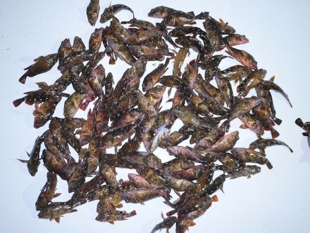 根魚　釣果