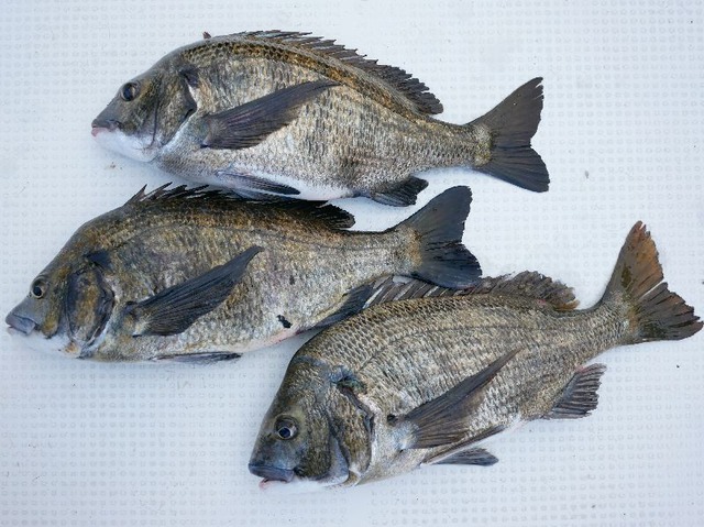 クロダイ釣果