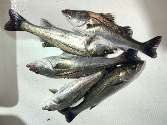 シーバス 釣果