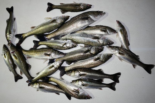 シーバス　釣果