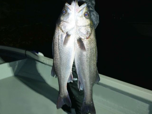 名古屋港シーバス