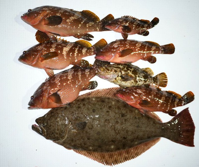 キジハタ　ヒラメ　タケノコメバル　釣果