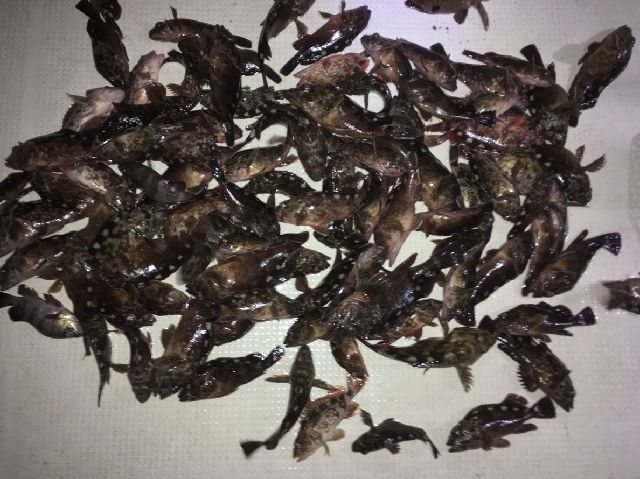 根魚　釣果写真