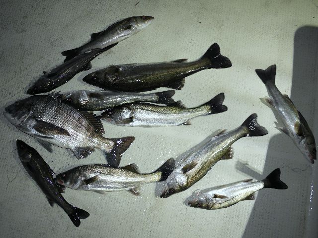 シーバス＆クロダイ　釣果写真