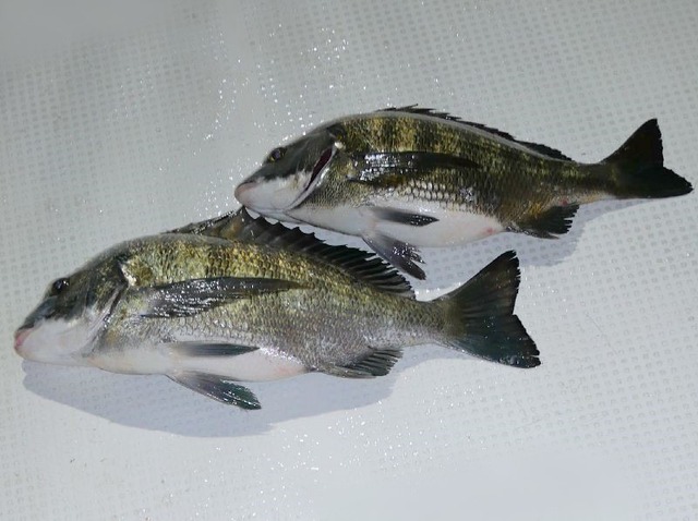 クロダイ釣果
