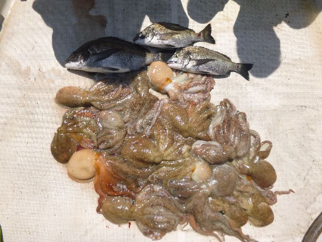 クロダイ　マダコ　釣果写真