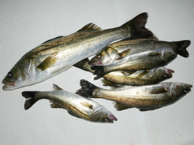 シーバス釣果