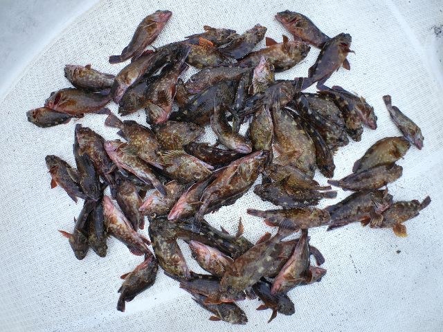 根魚 釣果