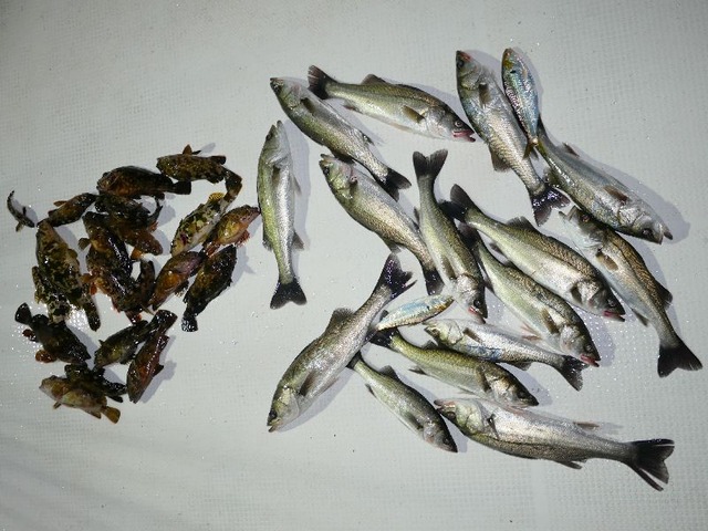 シーバス 根魚 釣果