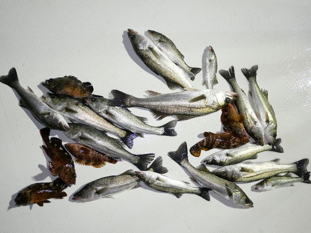 シーバス 釣果
