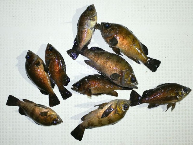 メバル釣果