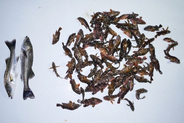シーバス 根魚 釣果