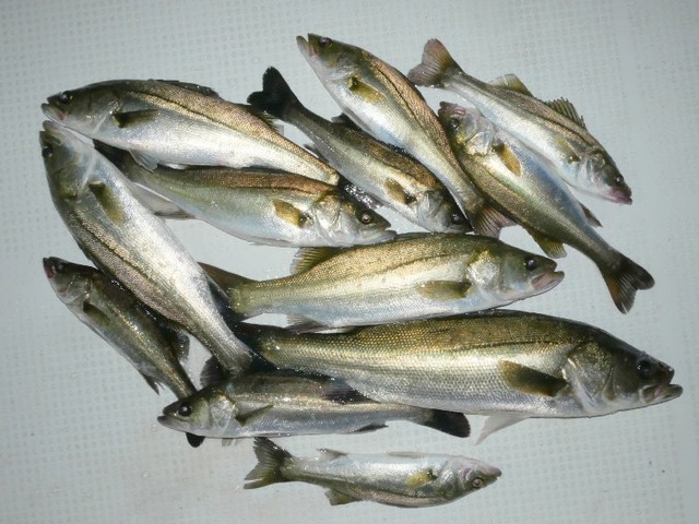 シーバス釣果