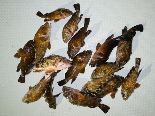 カサゴ釣果