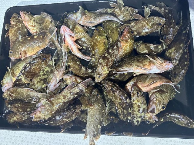 カサゴ釣果