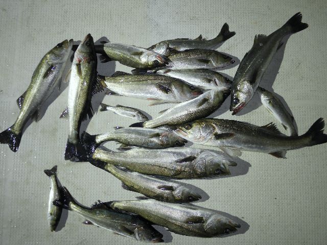 シーバス　釣果写真