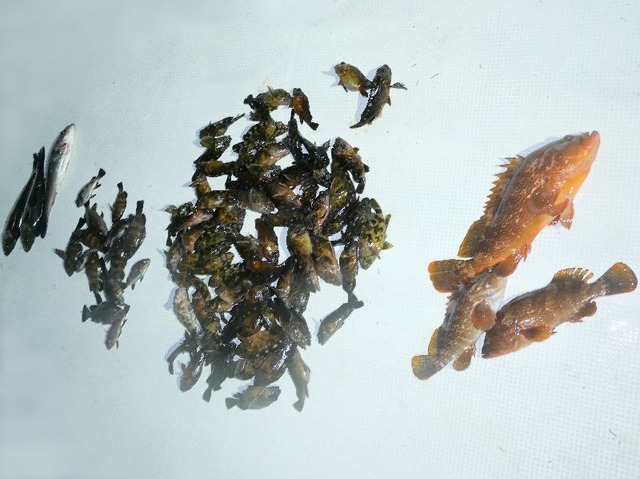 全釣果