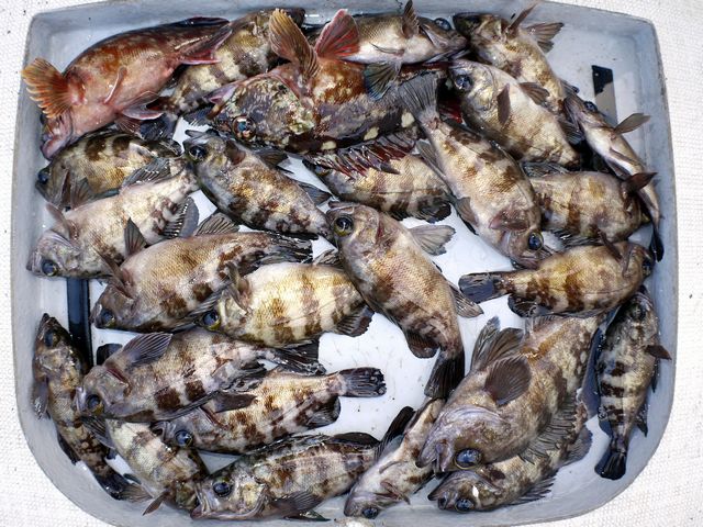 メバル　釣果写真