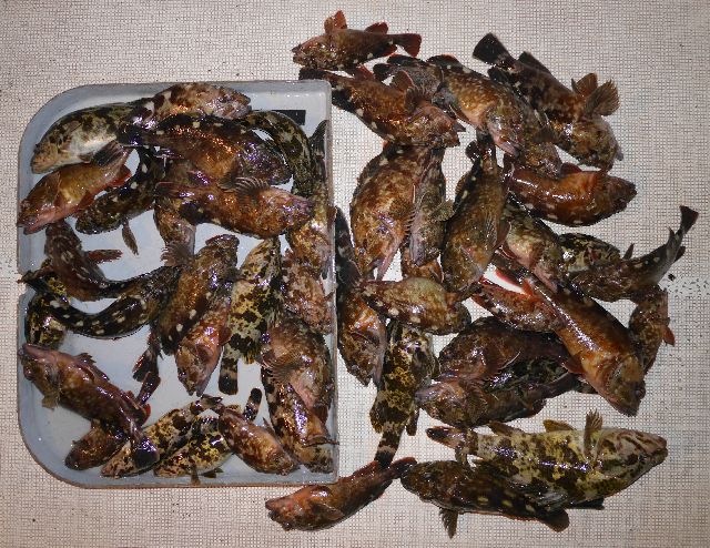 根魚　釣果写真