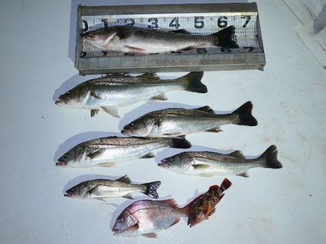 シーバス　マダイ釣果