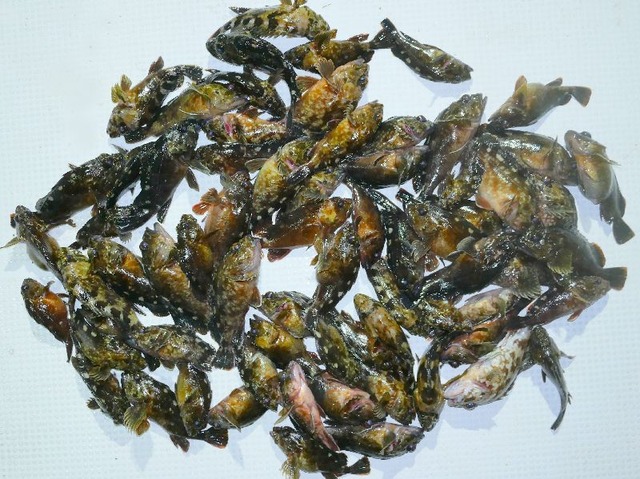 カサゴ釣果
